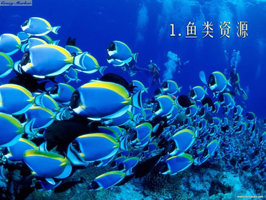 海洋生物资源发概况ppt课件_第3页