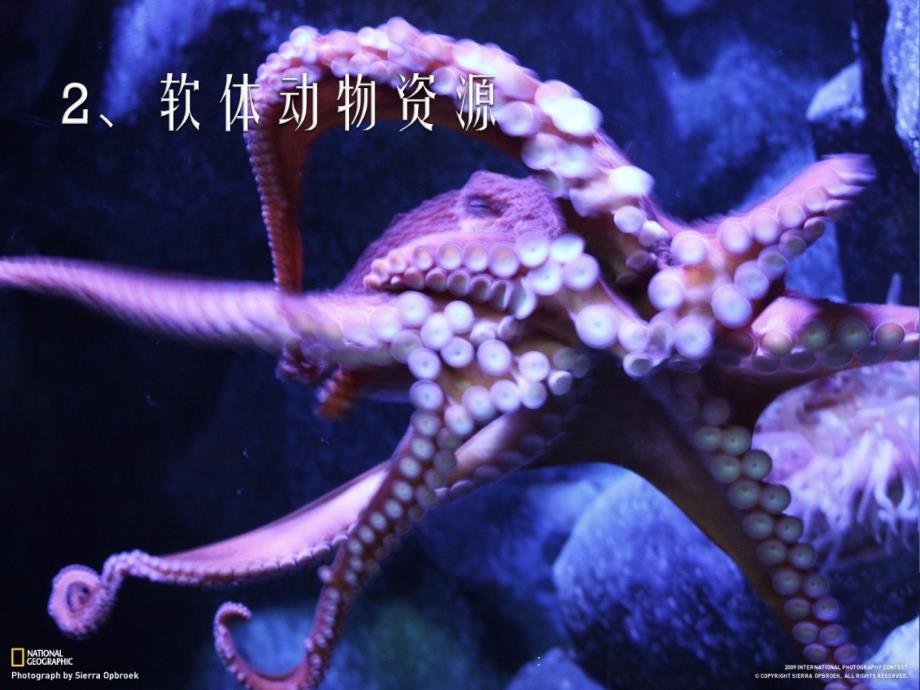 海洋生物资源发概况ppt课件_第5页