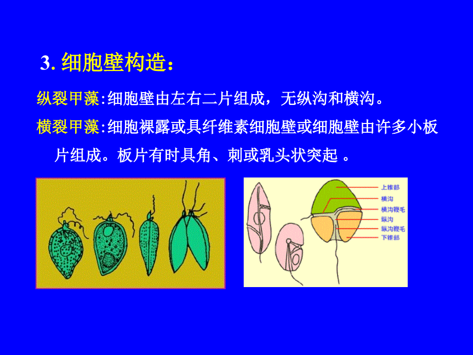 第五章甲藻门_第3页