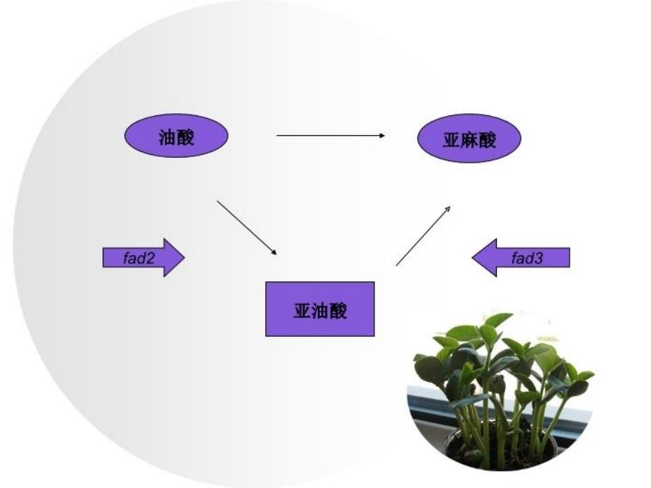 最新大豆内源fadfad调控与籽粒不饱和脂肪酸的形成The教学课件_第3页