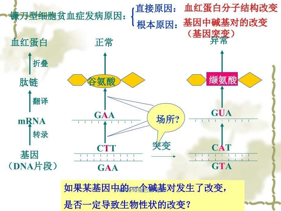 WD0910染色体变异课件_第5页