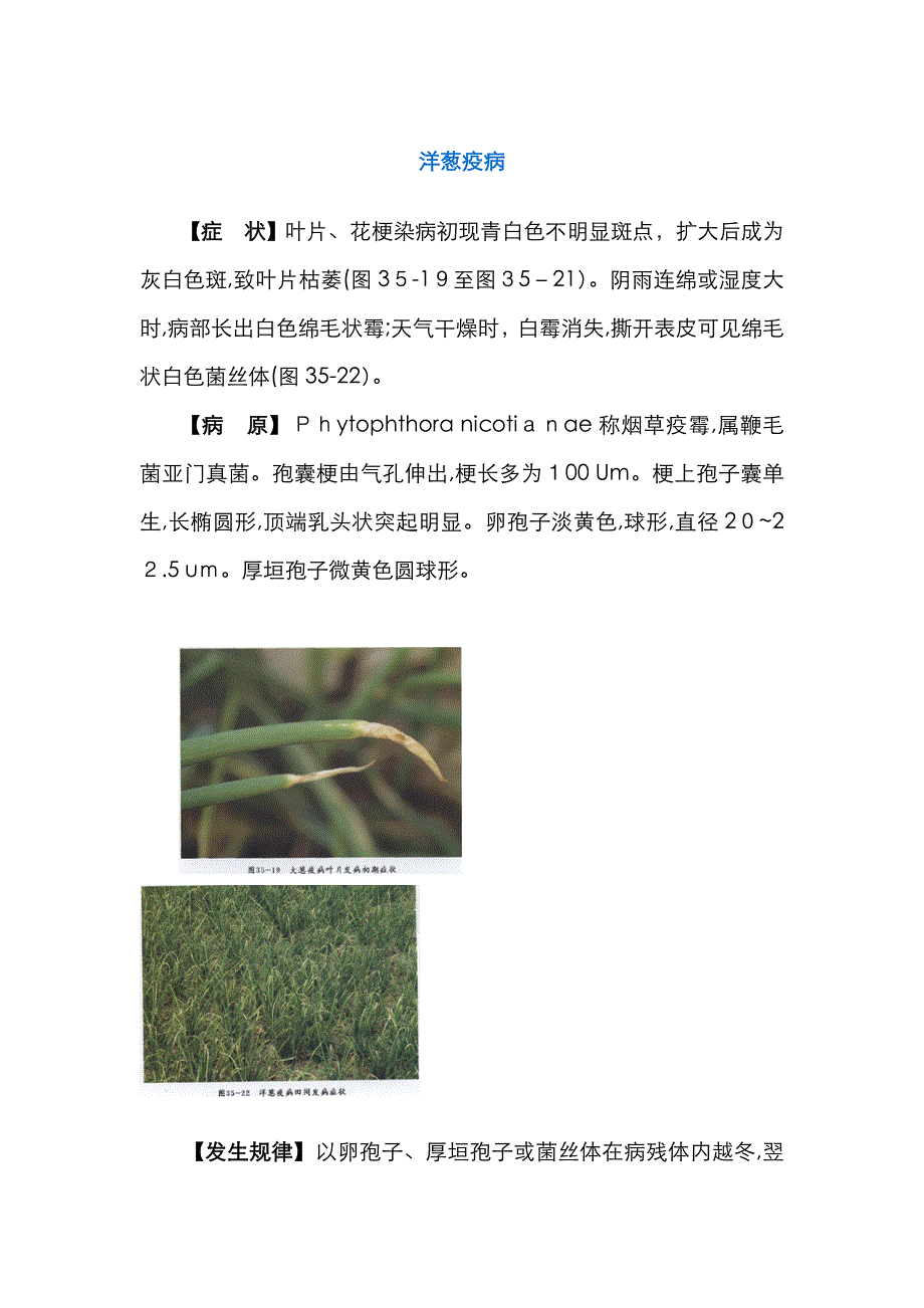 洋葱常见病害及病害防治_第4页