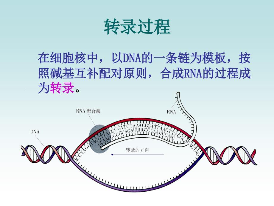 必修二基因控制蛋白质的合成苏教版_第3页