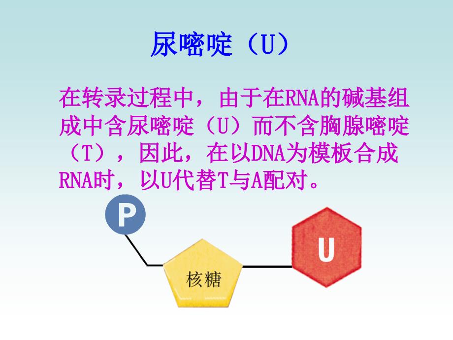 必修二基因控制蛋白质的合成苏教版_第4页