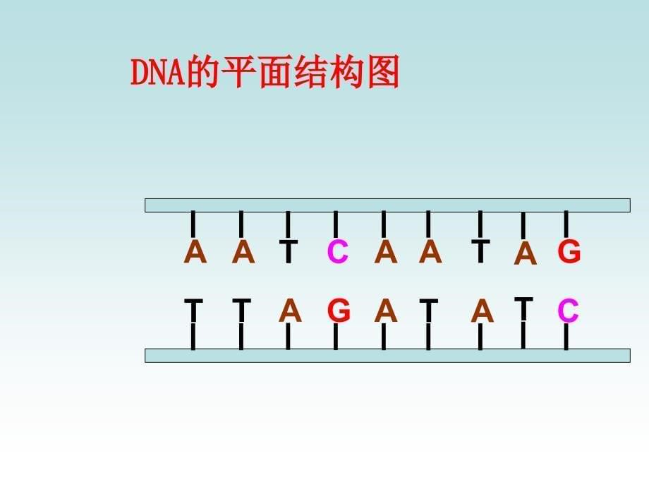 必修二基因控制蛋白质的合成苏教版_第5页