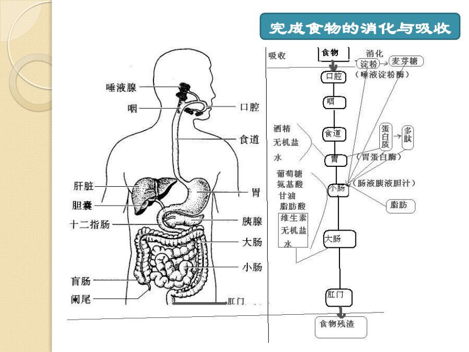 老年人消化系统疾病患者的护理_第3页