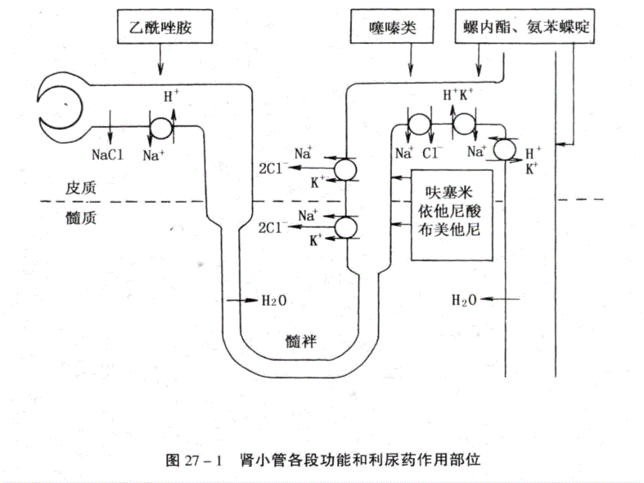 学习第六章利尿药与脱水药ppt课件_第4页