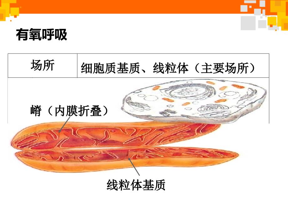 有氧呼吸微课2_第3页