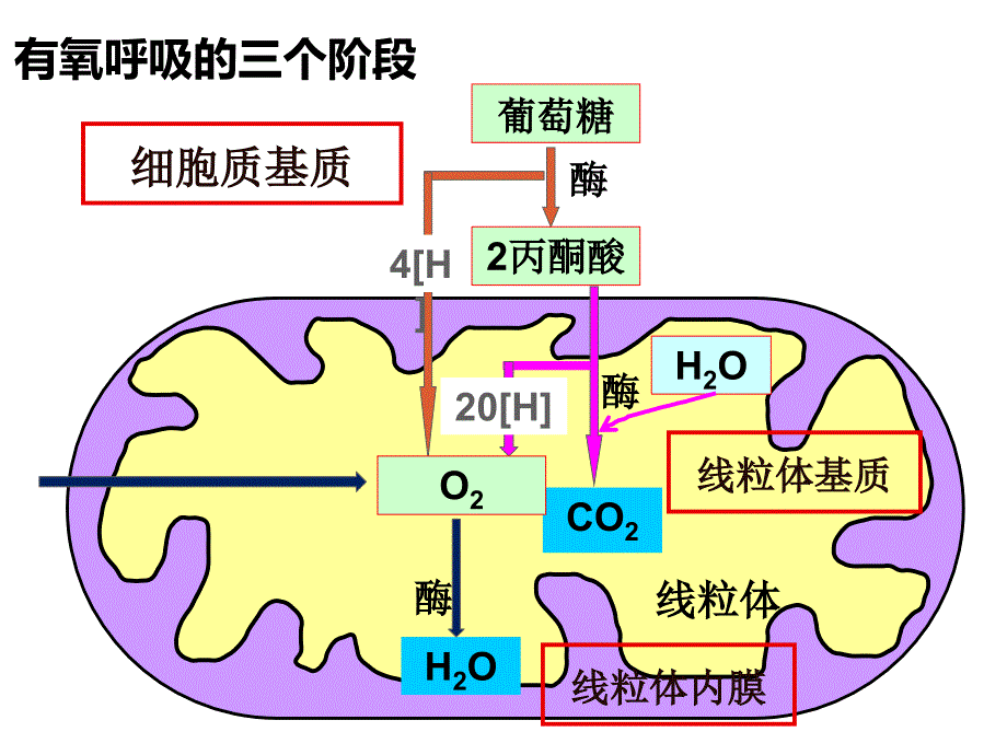 有氧呼吸微课2_第4页