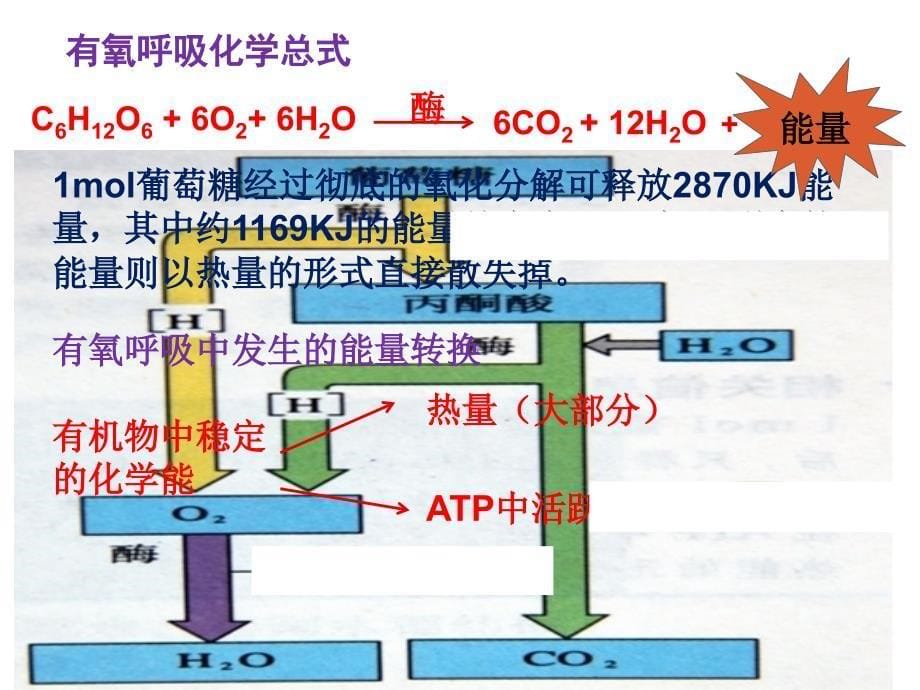 有氧呼吸微课2_第5页