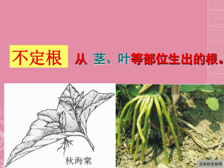 山东省枣庄市峄城区吴林街道中学八年级生物上册第四单元第一章第五节根的结构和功能课件课件济南版_第4页