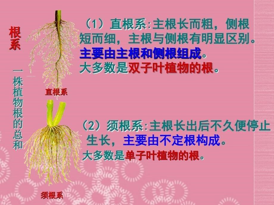 山东省枣庄市峄城区吴林街道中学八年级生物上册第四单元第一章第五节根的结构和功能课件课件济南版_第5页