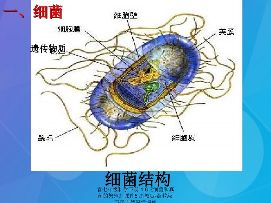 最新七年级科学下册1.6细菌和真菌的繁殖课件5浙教版浙教级下册自然科学课件_第2页