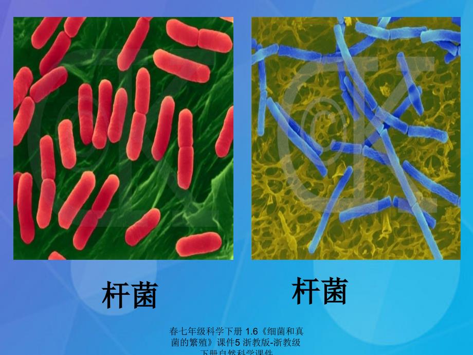 最新七年级科学下册1.6细菌和真菌的繁殖课件5浙教版浙教级下册自然科学课件_第4页