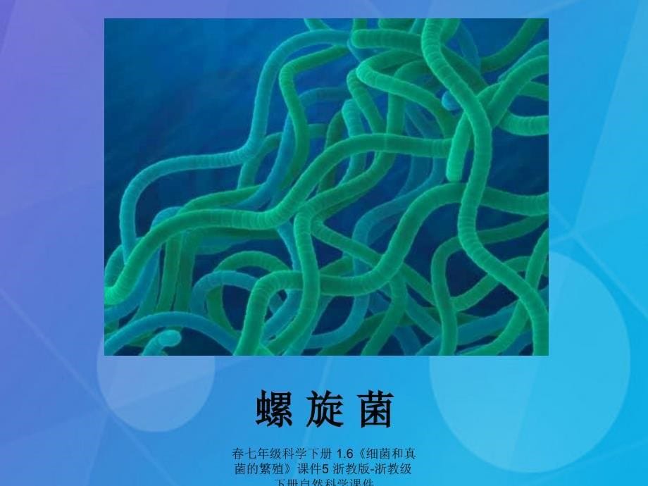 最新七年级科学下册1.6细菌和真菌的繁殖课件5浙教版浙教级下册自然科学课件_第5页