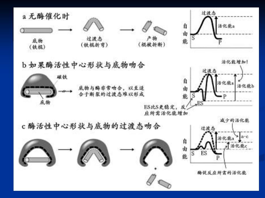 第6章酶工程制药二课件_第4页