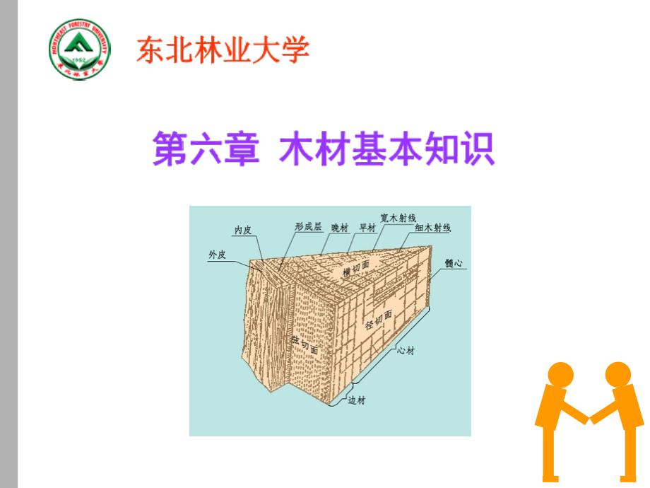 木材基本知识——木材构造_第1页