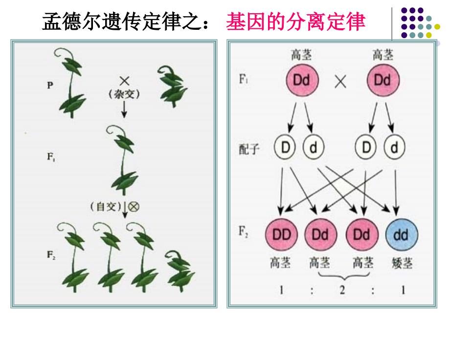 2018基因在染色体上_第3页