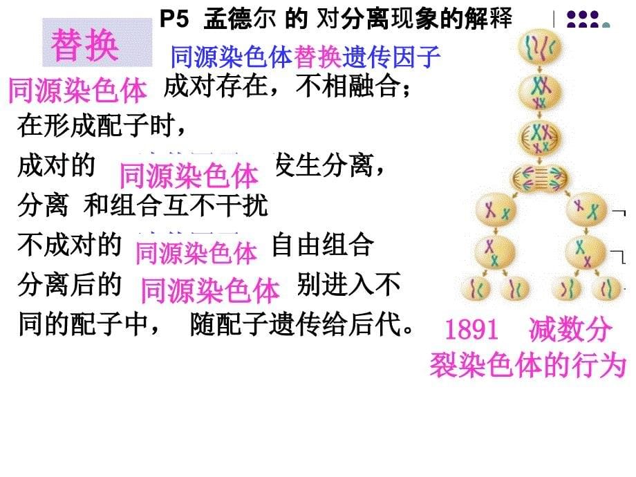 2018基因在染色体上_第5页