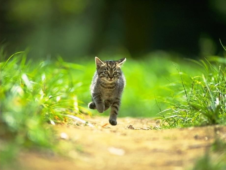 人教版语文四上猫pt课件1_第3页