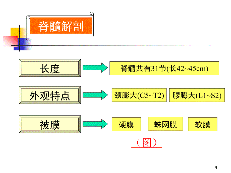 哈尔滨医科大学神经病学脊髓疾病参考PPT_第4页