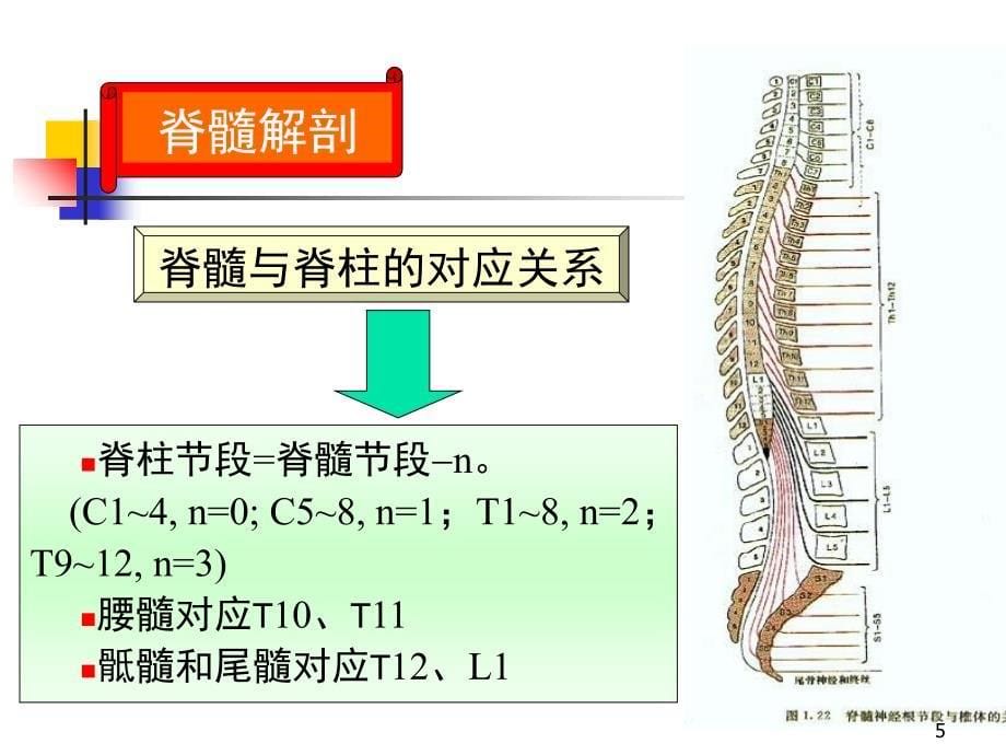 哈尔滨医科大学神经病学脊髓疾病参考PPT_第5页