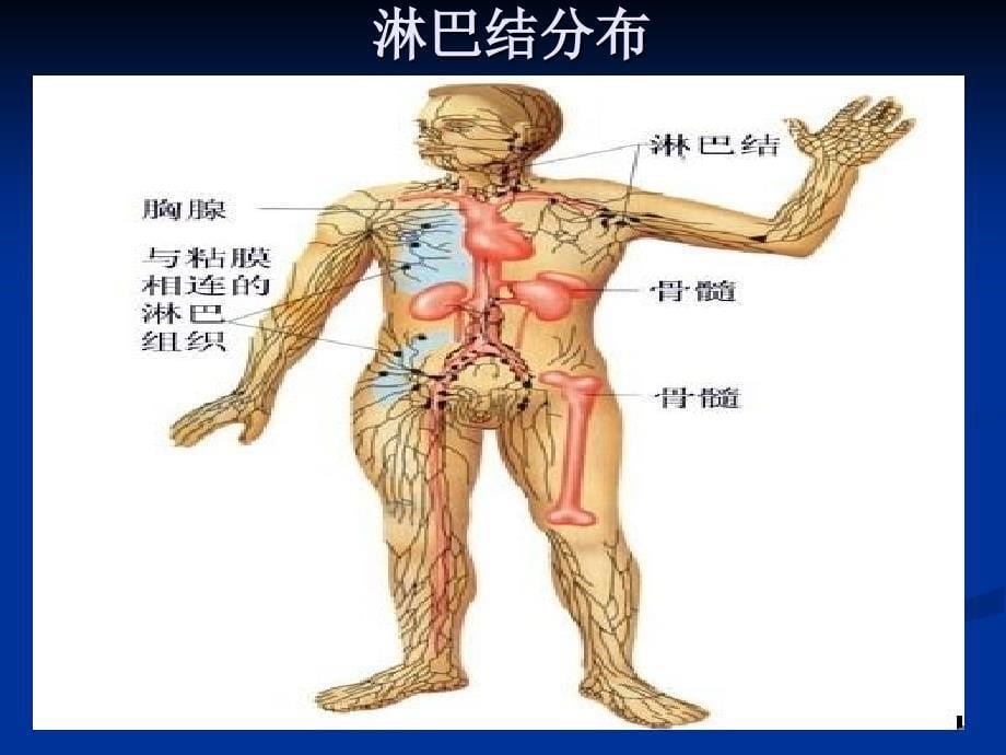 淋巴结超声检查课件_第5页