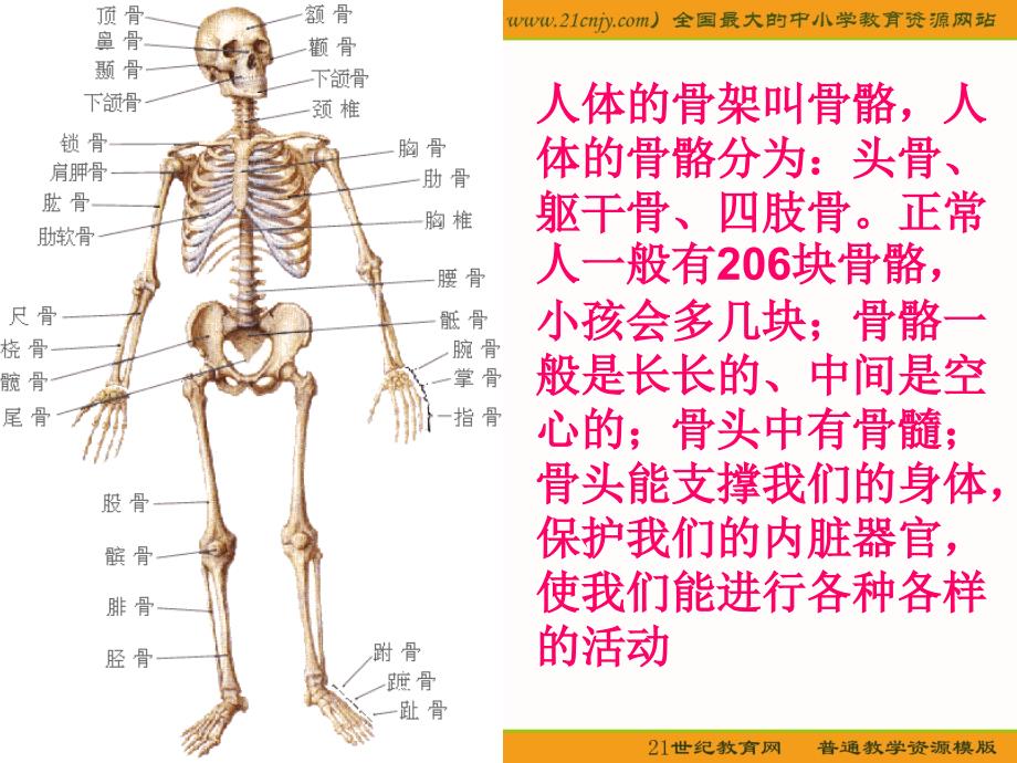 骨骼、关节和肌肉_第3页