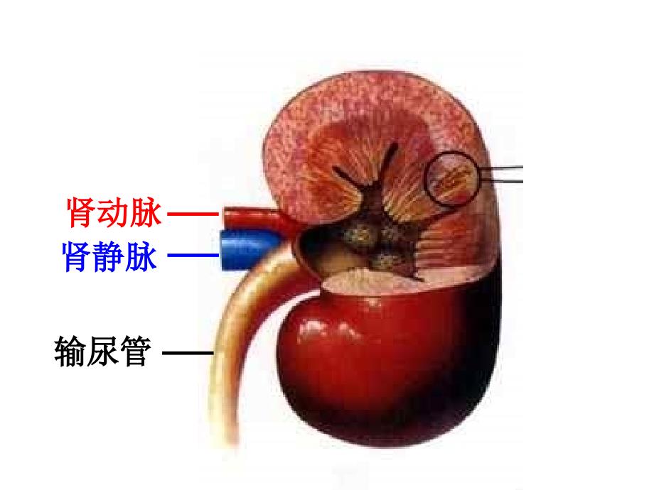 医学专题：尿液形成的过程_第3页