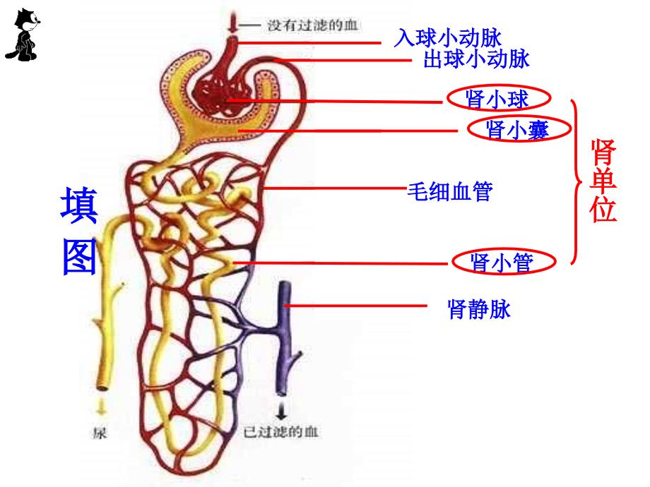 医学专题：尿液形成的过程_第4页