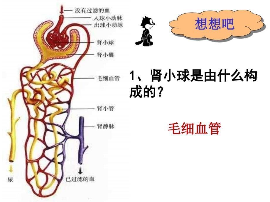 医学专题：尿液形成的过程_第5页