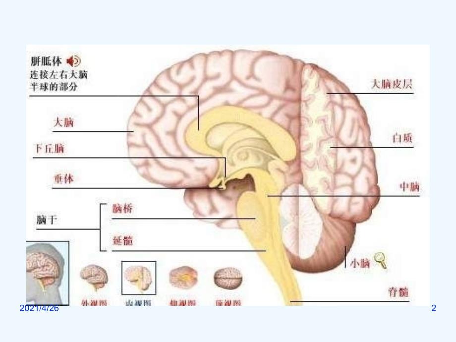 中枢神经系统概论_第2页