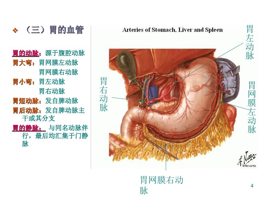 胃和十二指肠疾病PPT课件_第4页