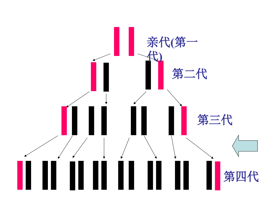 DNA的复制_第4页