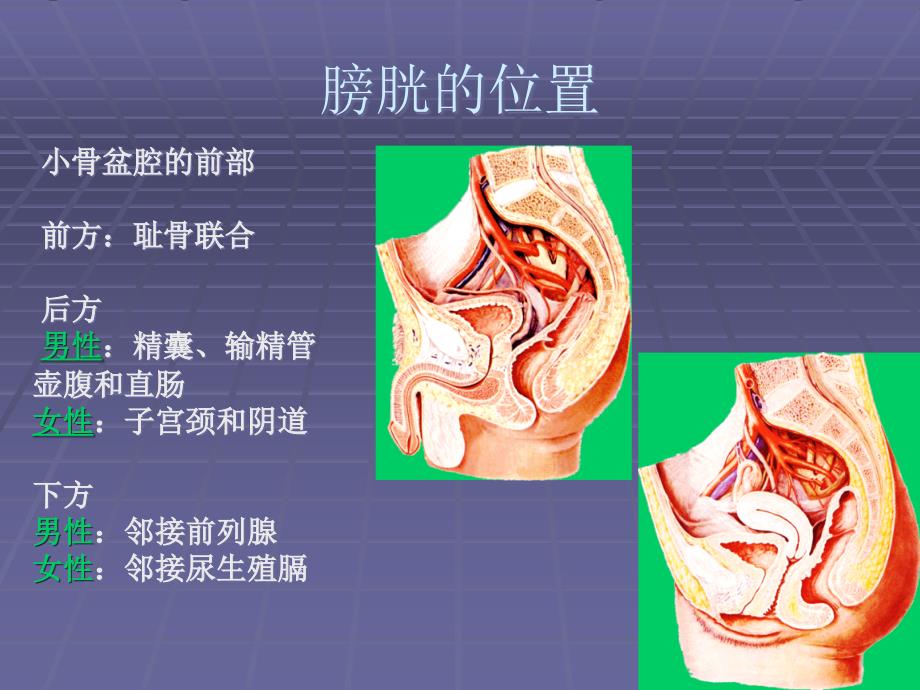 膀胱的解剖与生理20100916_第3页