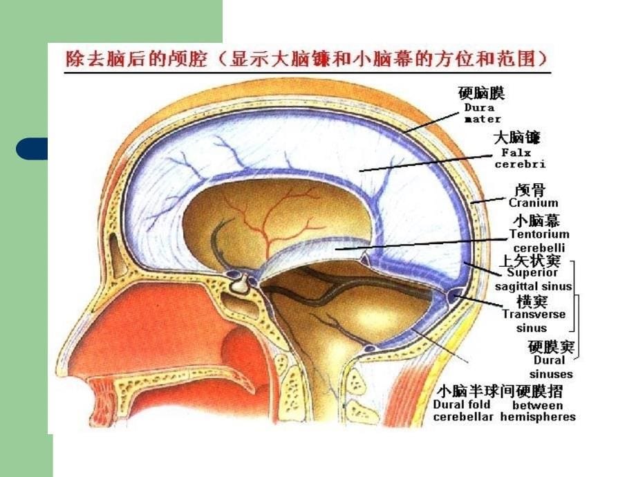 最新：脑疝的急救流程文档资料_第5页