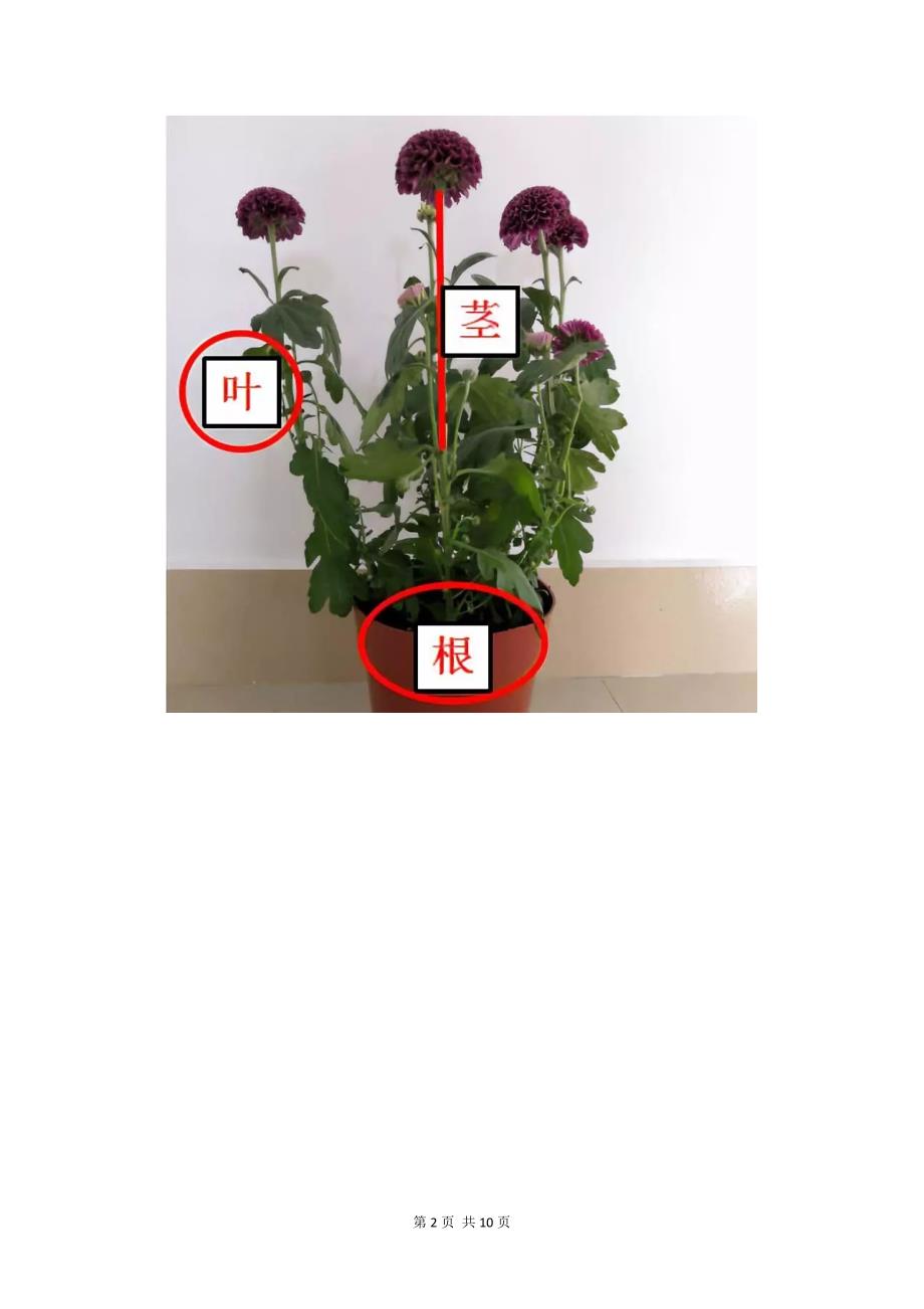 新教科版一年级科学上册知识点复习资料汇总_第2页