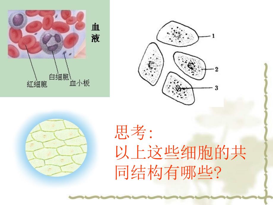 1.2细胞的多样性和统一性课件(新人教版必修1)_第4页