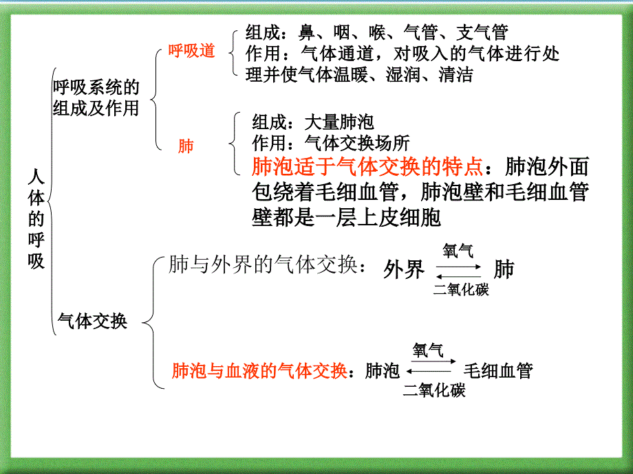 《人体的呼吸》复习课件_第3页