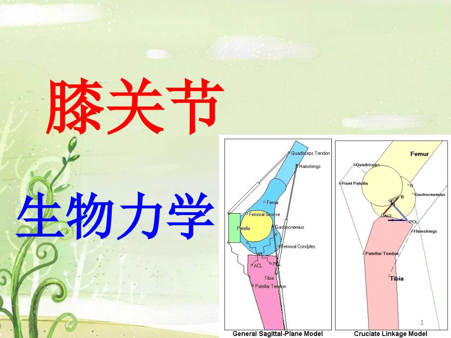 （推荐医学）膝关节生物力学_第1页