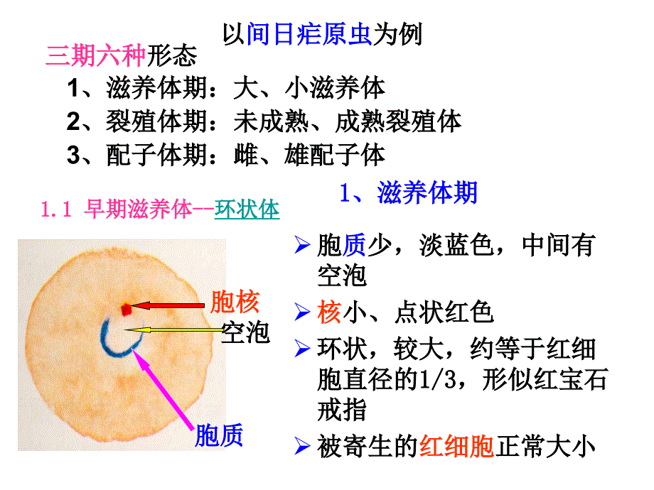 实验7疟原虫_第4页