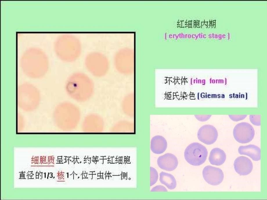 实验7疟原虫_第5页