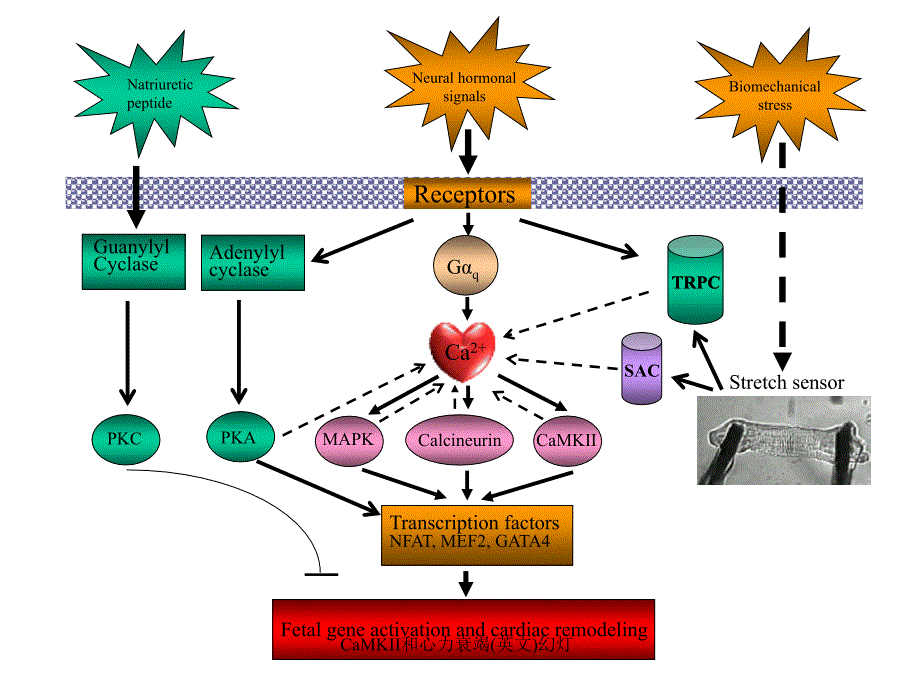 CaMKII和心力衰竭英文幻灯课件_第3页