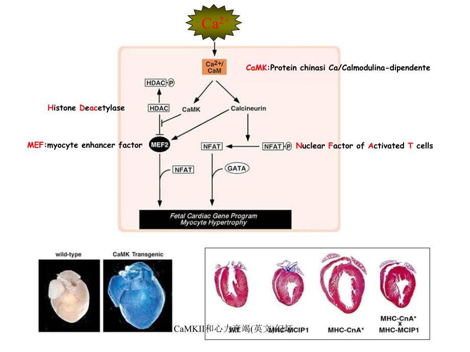 CaMKII和心力衰竭英文幻灯课件_第4页