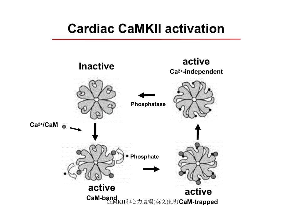 CaMKII和心力衰竭英文幻灯课件_第5页