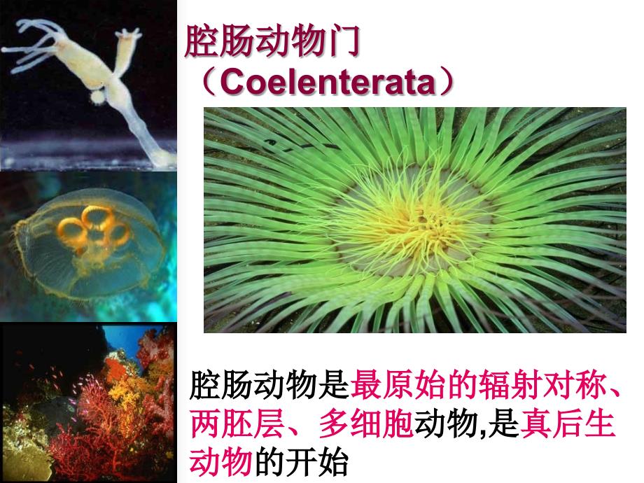 无脊椎动物类群三腔肠动物门_第1页