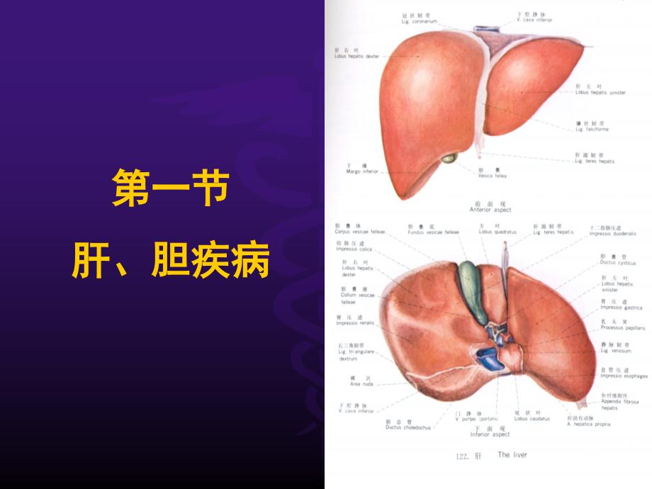 超声腹部－肝胆_第3页