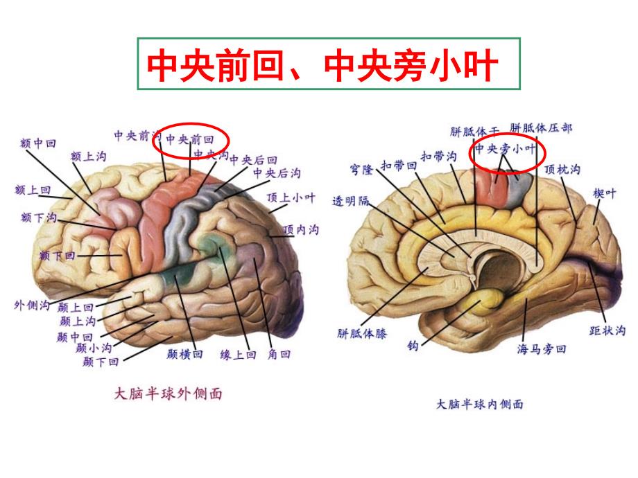 傅健介绍：上下运动神经元的特点.ppt_第3页