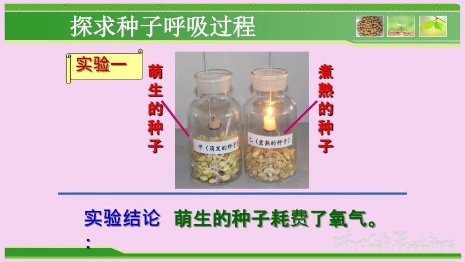 人教版七年级生物上册3.5.2绿色植物的呼吸作用公开课教学共25张ppt课件_第5页