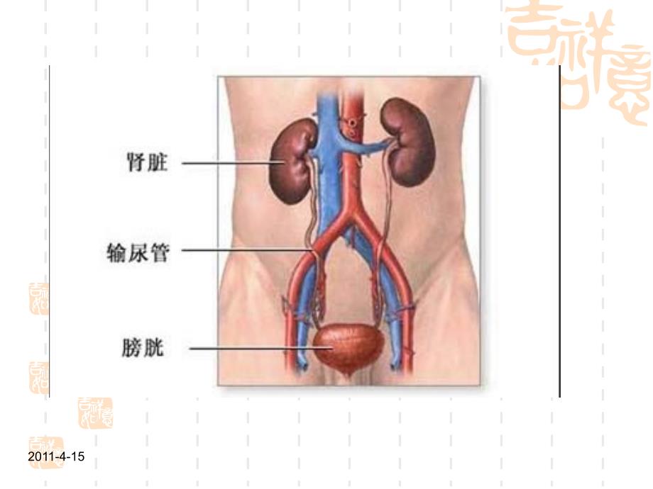 慢性肾脏病防治_第4页